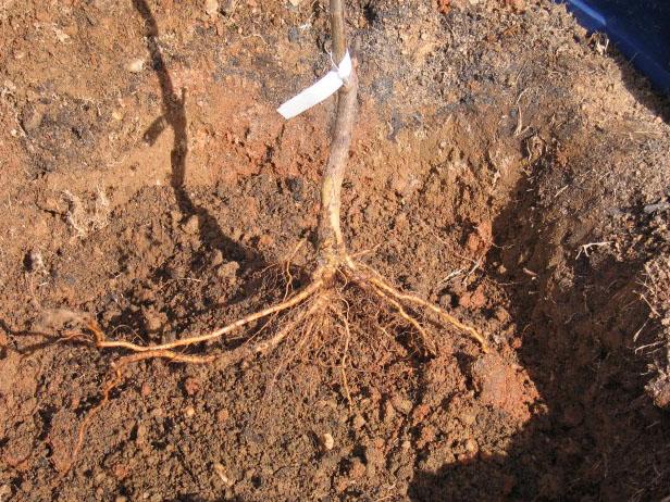 If you are working in a claylike soil, use a spading fork and poke it into the bottom and sides of the hole. This creates little nooks and crannies that roots can use as footholds as they grow out into the surrounding soil.