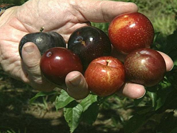 Harvesting Your Plums How to Harvest Your Plums