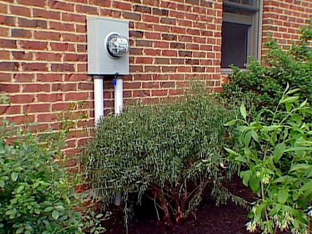 Dwarf Arctic Blue Leaf Willow has purple stems Dwarf Arctic Blue Leaf Willow has purple stems