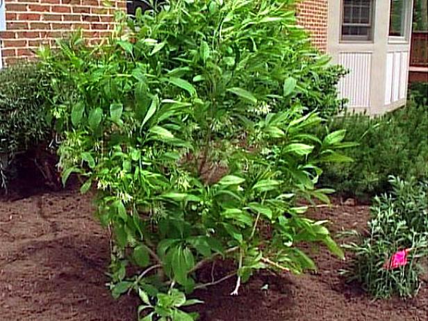 chinese fringe tree has fringy white flowers chinese fringe tree has fringy white flowers