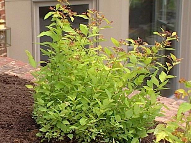 firelight spiraea blooms better in the sun firelight spiraea blooms better in the sun