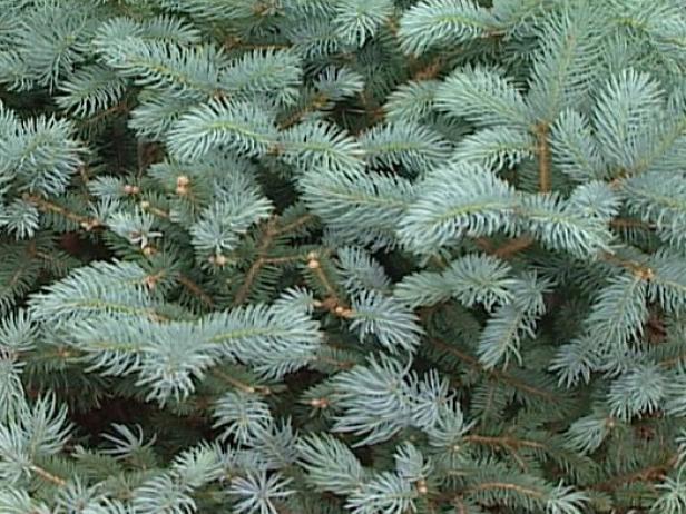 dwarf globe blue spruce has bright blue needles dwarf globe blue spruce has bright blue needles