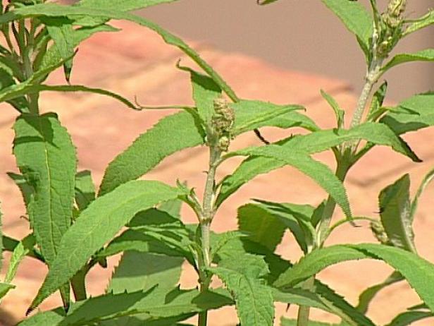 Purple Prince Butterfly Bush might be invasive Purple Prince Butterfly Bush might be invasive