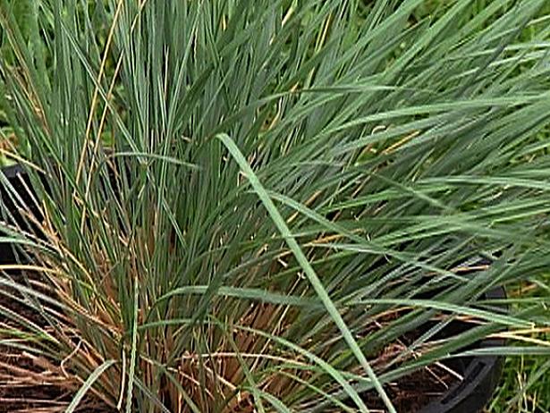 Blue Lyme Grass is a cool season grass Blue Lyme Grass is a cool season grass