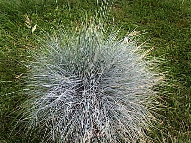Elijah Blue Fescue is an ornamental grass Elijah Blue Fescue is an ornamental grass