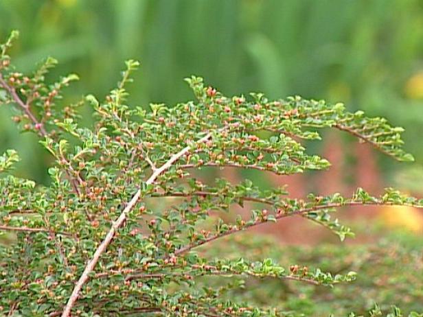 rockspray cotoneaster has flowers and fruit rockspray cotoneaster has flowers and fruit
