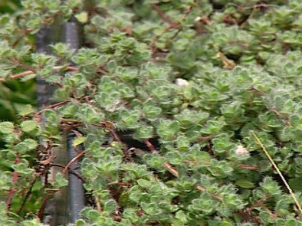 wooly thyme is an evergreen perennial groundcover wooly thyme is an evergreen perennial groundcover