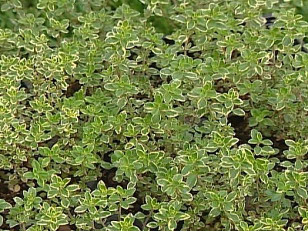 archers gold lemon thyme can be used in cooking archers gold lemon thyme can be used in cooking