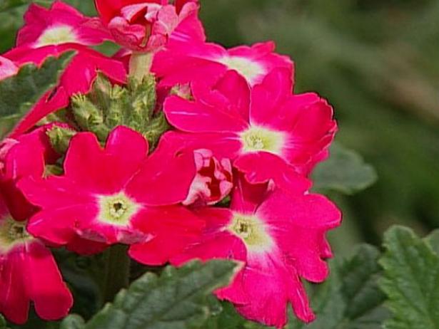 quartz rose verbena attracts butterflies quartz rose verbena attracts butterflies