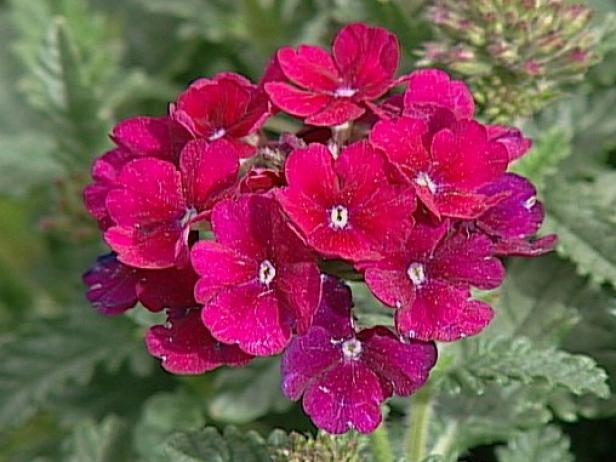 Quartz Burgundy Verbena is a trailing groundcover Quartz Burgundy Verbena is a trailing groundcover