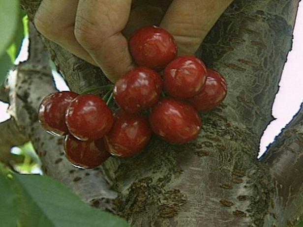 How-to Grow Cherries How-to Grow Cherries