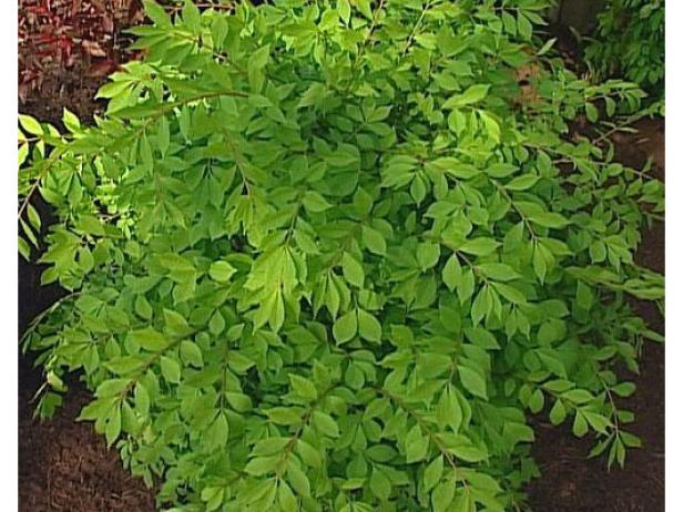 compact burning bush foliage turns crimson red compact burning bush foliage turns crimson red