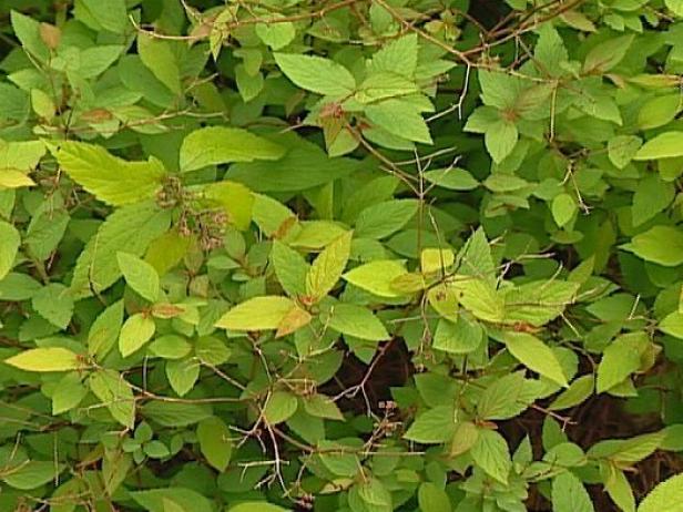 goldflame spirea is noted for blue green foliage goldflame spirea is noted for blue green foliage