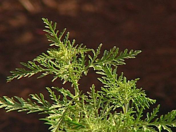 filigran russian sage has finely dissected foliage filigran russian sage has finely dissected foliage