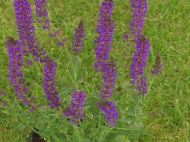 may night salvia atracts butterflies may night salvia atracts butterflies