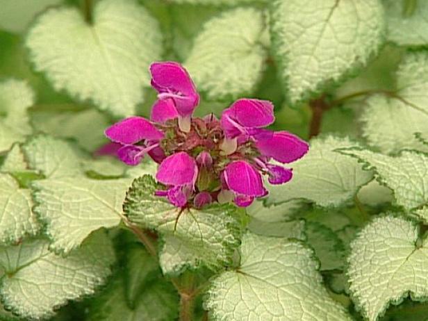 purple dragon spotted deadnettle is deer resistant purple dragon spotted deadnettle is deer resistant