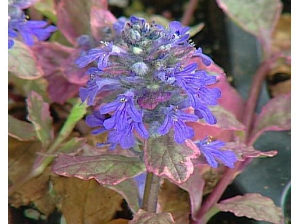 burgandy glow ajuga or bungleweed can be invasive burgandy glow ajuga or bungleweed can be invasive