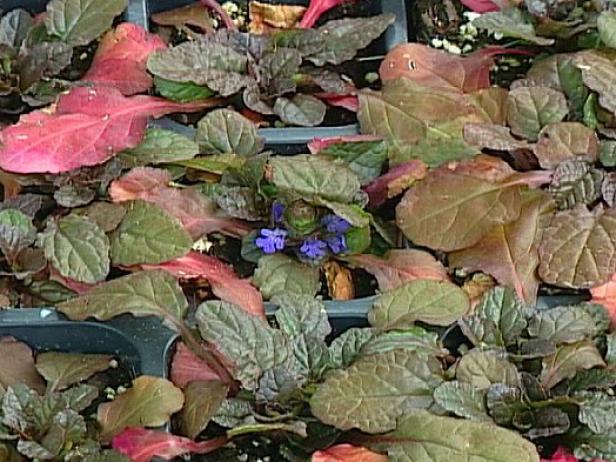 mahogany ajuga,or bugleweed, is a groundcover mahogany ajuga,or bugleweed, is a groundcover