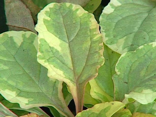 golden glow ajuga is a fast growing groundcover golden glow ajuga is a fast growing groundcover
