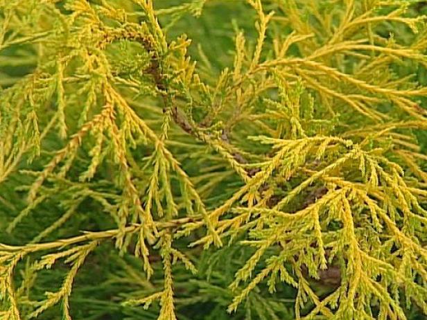 lemon thread chamaecyparis has drooping foliage lemon thread chamaecyparis has drooping foliage