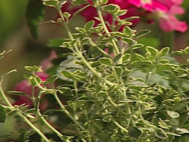 lemon thyme has lemon scented leaves for cooking lemon thyme has lemon scented leaves for cooking
