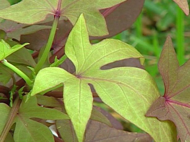 ornamental sweet potato vine is bold trailing vine ornamental sweet potato vine is bold trailing vine