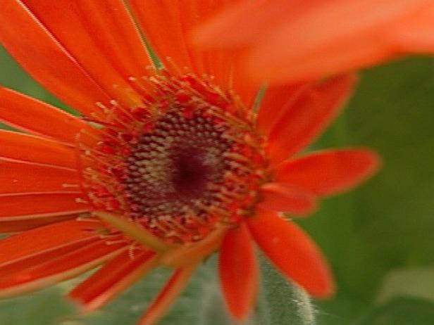 festival gerbera daisy has large colorful blooms festival gerbera daisy has large colorful blooms