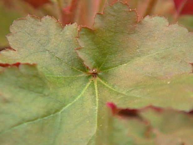 palace purple coral bells can be divided if needed palace purple coral bells can be divided if needed
