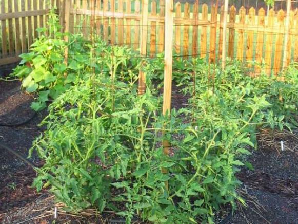 staking tomatoes is most popular vertical method staking tomatoes is most popular vertical method