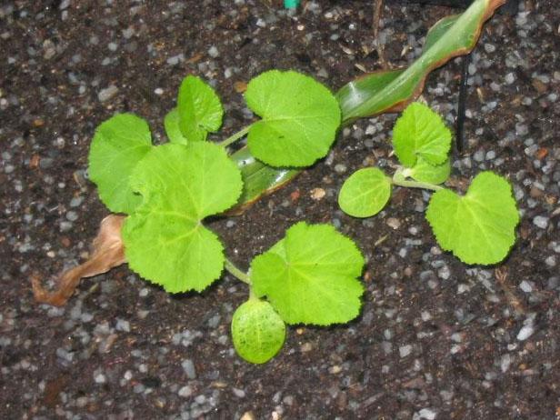 plant squash after corn sprouts plant squash after corn sprouts
