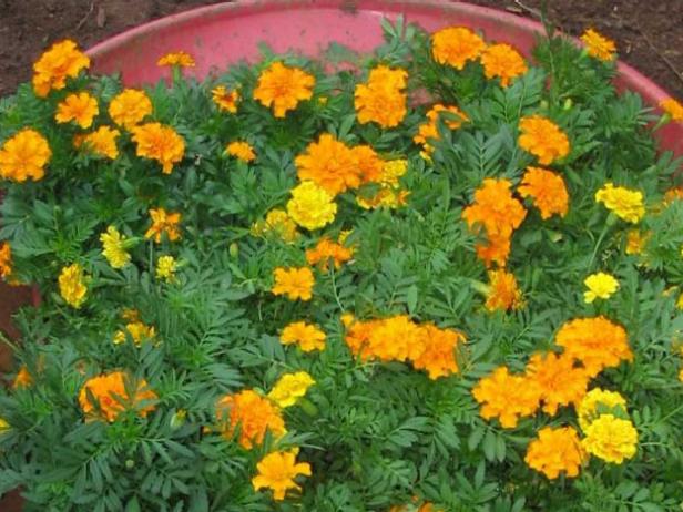 yellow marigolds planted to represent pizza cheese yellow marigolds planted to represent pizza cheese