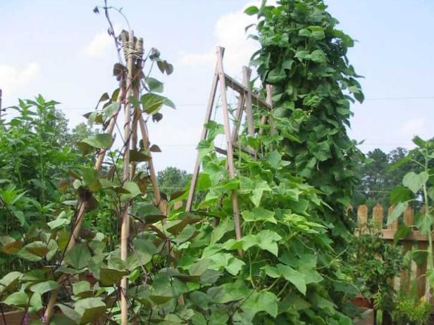 vertical gardening vertical gardening