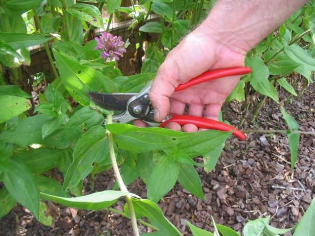 prune properly prune properly