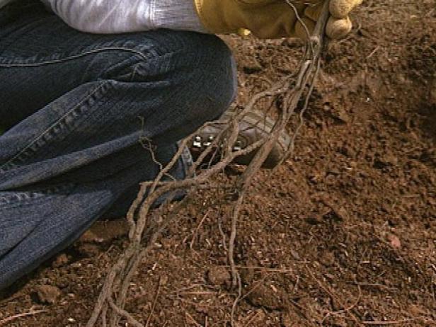 When planting bare root vines, be sure to remove all the packing material and inspect the roots before planting them. Then, plant the grapes in the hole and fan out the roots.