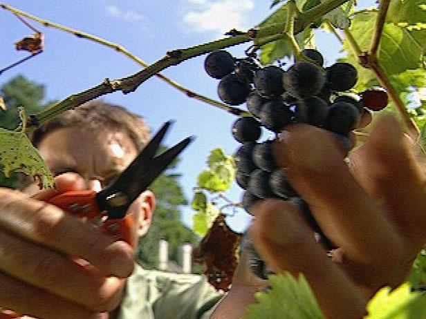 Harvesting Your Grapes Harvesting Your Grapes