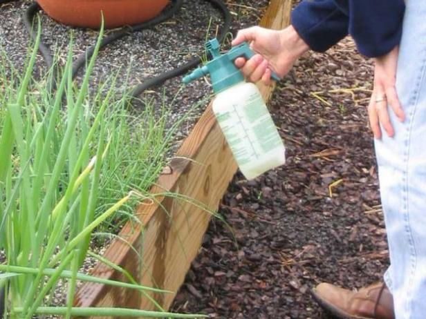 check onion plants each week for signs of pests check onion plants each week for signs of pests