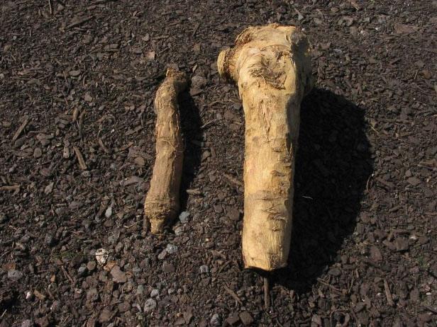 Purchase Your Horseradish Roots Purchase Your Horseradish Roots