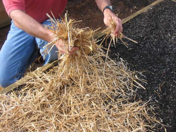 Cultivate Your Horseradish Cultivate Your Horseradish