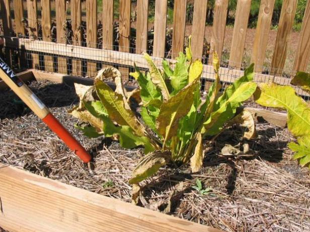 Harvesting Horseradish How to Harvest Your Horseradish