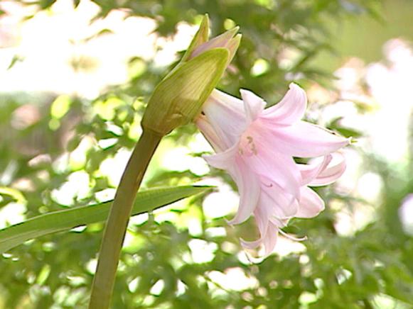 bulbs fall generally into two groups bulbs fall generally into two groups
