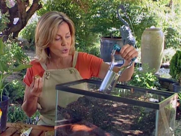 when and where to plant bulbs when and where to plant bulbs