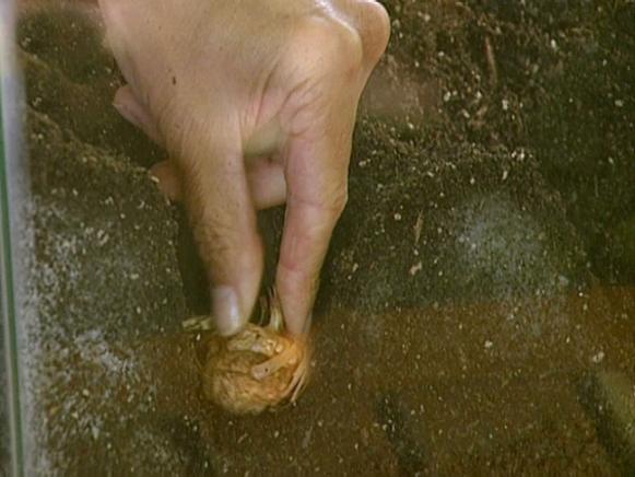 depth and spacing for planting bulbs depth and spacing for planting bulbs