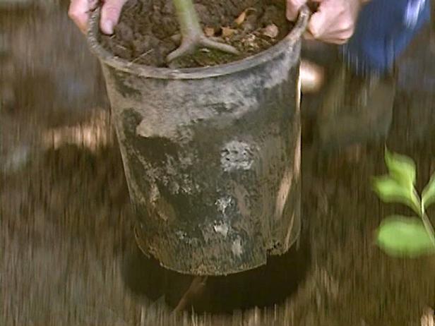 planting a tree pedestal style planting a tree pedestal style