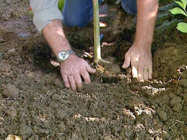 avoid planting tree too deeply avoid planting tree too deeply