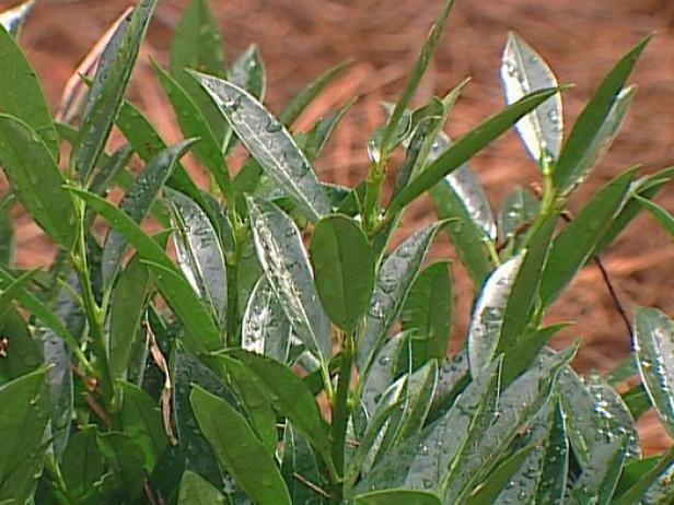 otto luyken laurel is highly poisonous otto luyken laurel is highly poisonous