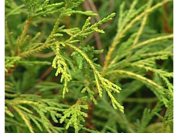 gold thread chamaecyparis is called false cypress gold thread chamaecyparis is called false cypress