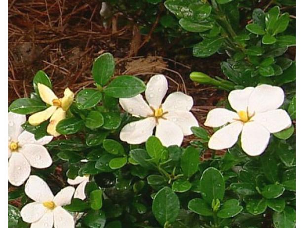 white gem garden has sweet fragrant white blooms white gem garden has sweet fragrant white blooms