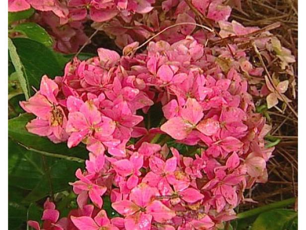 pink elf hydrangea is an old fashioned plant pink elf hydrangea is an old fashioned plant