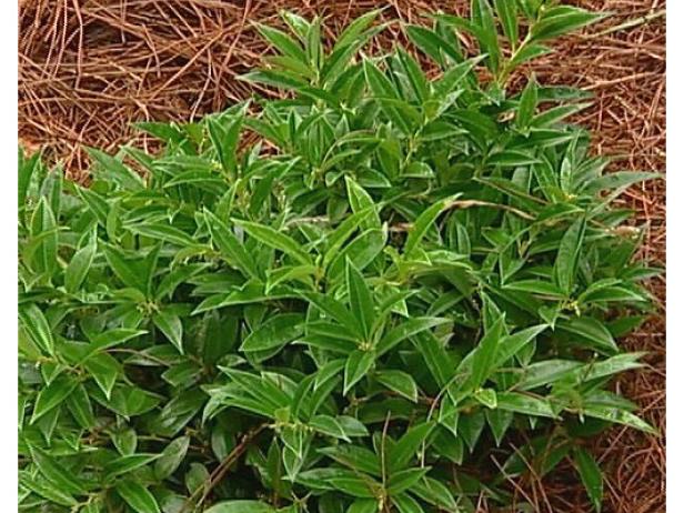 himalayan sweetbox is an evergreen groundcover himalayan sweetbox is an evergreen groundcover