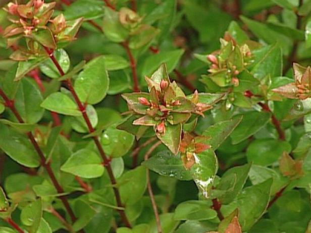 rose creek abelia attracts bees and butterflies rose creek abelia attracts bees and butterflies